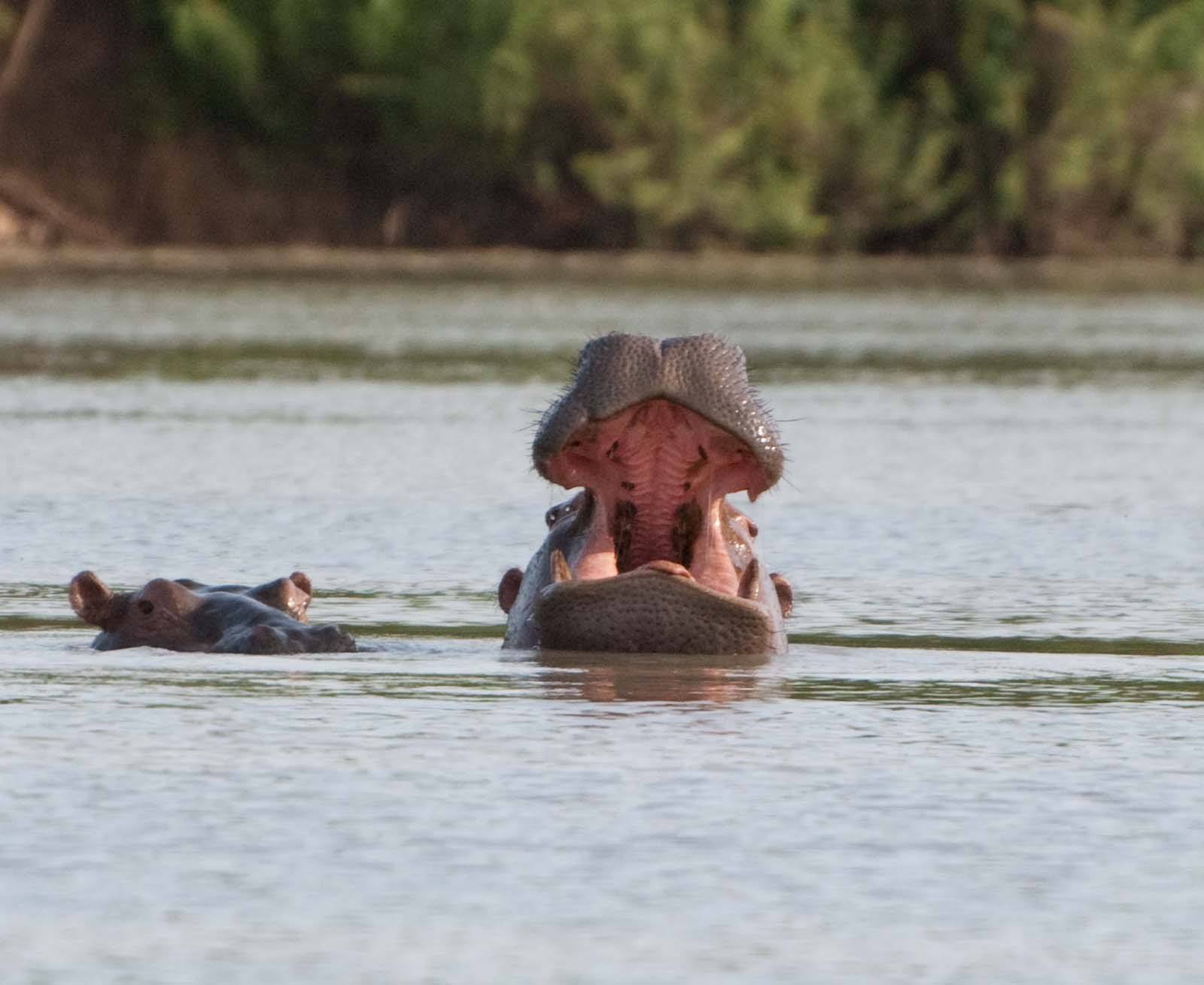 Image result for wechiau hippo sanctuary