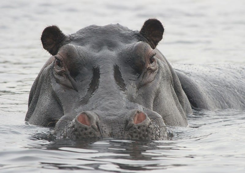 Visit Ghana | Wechiau Hippo Sanctuary and River Safari