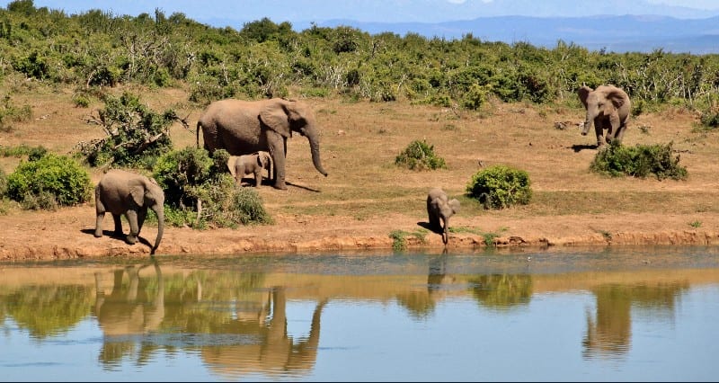 Gbele-National-Park