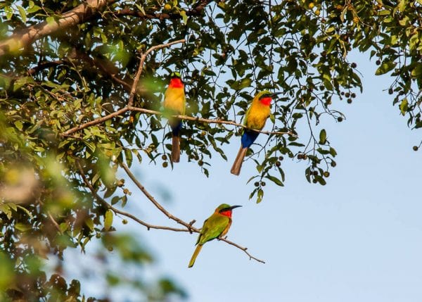 Visit Ghana - Mole National Park