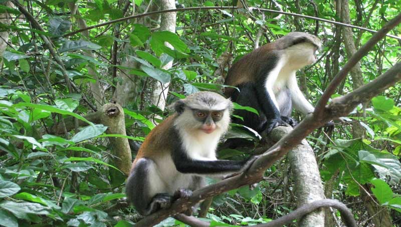 Visit Ghana - Tafi-Atome Monkey Sanctuary
