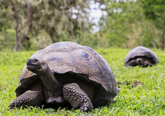 Visit Ghana - 60-year-old giant tortoise on display at Ghana's WTD ...