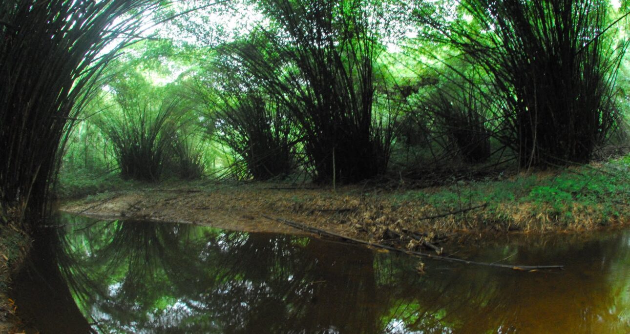 Akatekyi Crocodile Pond