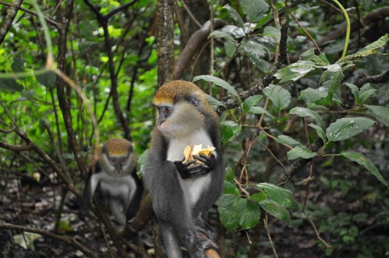 digya-national-park