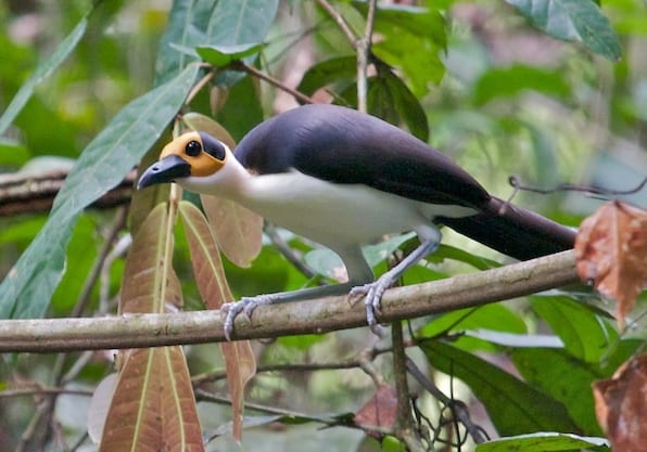 asumura-rockfowl-sanctuary